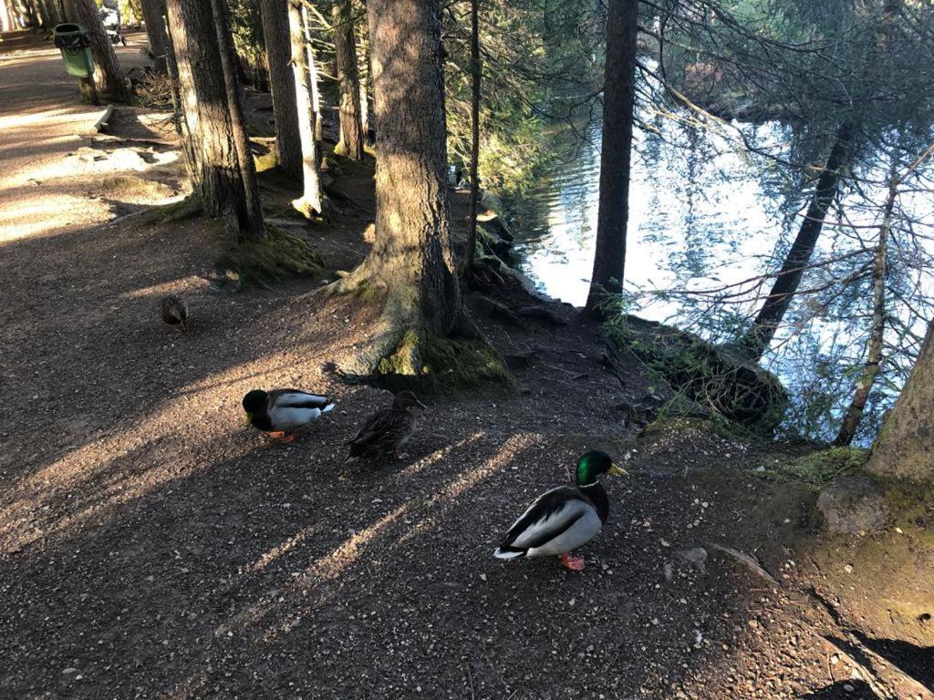 זיפלד אין טירול Lakeside Apartments Seefeld מראה חיצוני תמונה